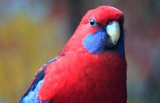 東玫瑰鸚鵡的飼養方法東玫瑰鸚鵡的繁殖方法