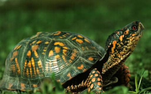 烏龜對於越冬有什麼要求？