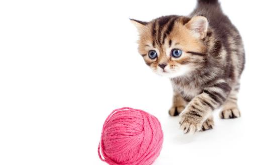 猫咪走丟了讓猫咪自己回家的技巧與注意事項