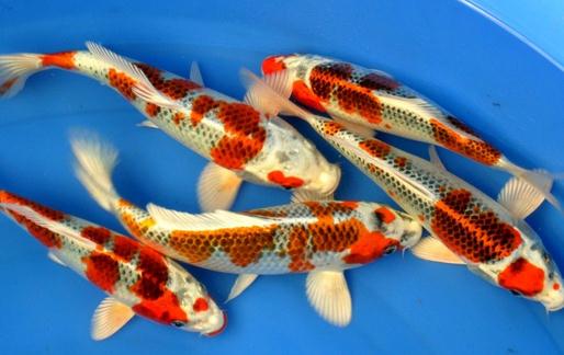 花紋皮光鯉的簡介-花紋皮光鯉有什麼簡介?