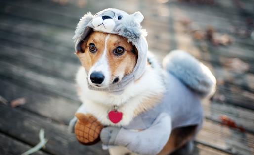 狗狗經常歎氣是否是因心情不好不要忽視狗狗的歎氣