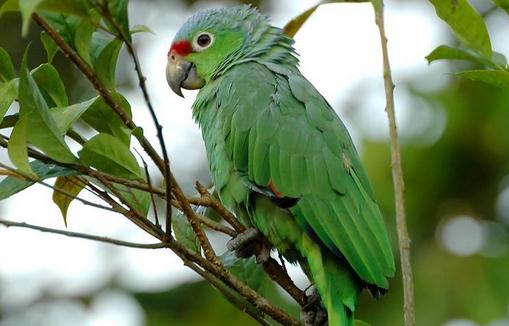 紅額亞馬遜鸚鵡的簡介紅額亞馬遜鸚鵡的產地