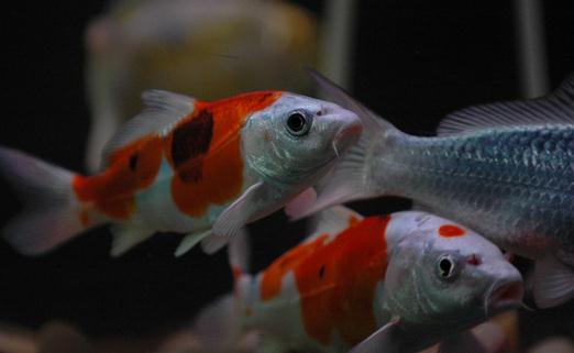 花紋皮光鯉的特徵-如何保持錦鯉的體色鮮亮?