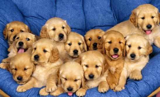 老年人養狗指南