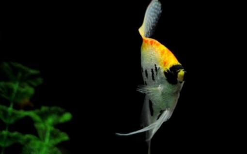 紅眼鑽石神仙魚飼養環境-紅眼鑽石神仙魚餵食要點