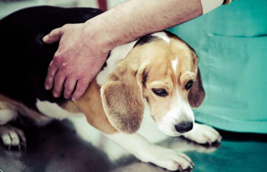 關於愛狗的日常急救常識