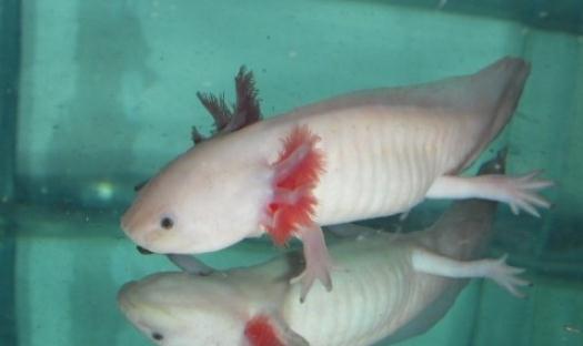 六角龍魚吃什麼？六角龍魚怎麼養？