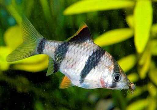 虎皮魚的風水學應用-虎皮魚的魚缸擺放位置