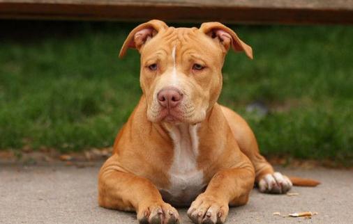 比特犬多少錢一隻？比特犬是什麼狗？