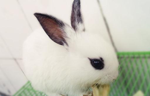 熊貓兔是什麼兔子？熊貓兔的簡介