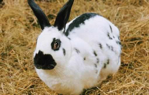 加利福尼亞兔產自哪裡？