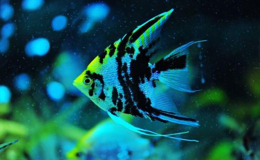 大神仙魚的簡介-大神仙魚怎麼養?