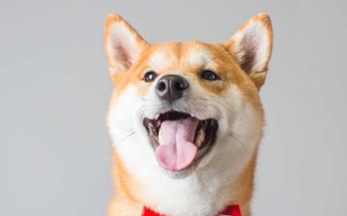 養狗人必知的狗狗嘔吐情况小狗不吃東西還吐怎麼辦