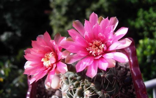 緋花玉怎麼養殖?緋花玉的簡介