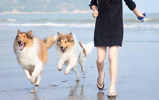 狗狗亂咬鞋子原來是好奇心在作怪