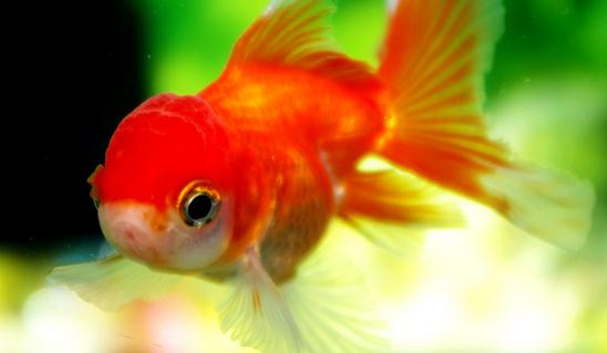 養好金魚的小訣竅