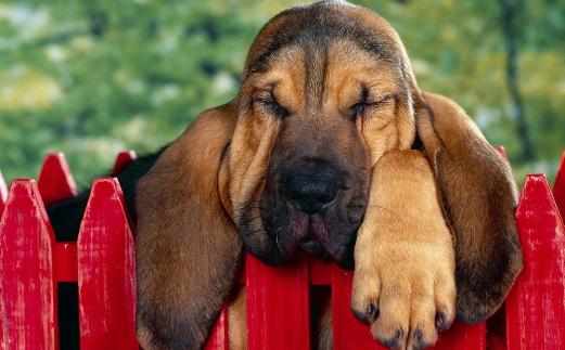 狗狗每天要吃多少？狗狗吃什麼？