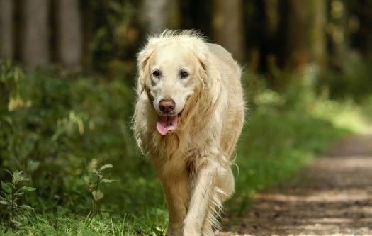 狗假孕有奶了怎麼辦狗假孕有什麼症狀