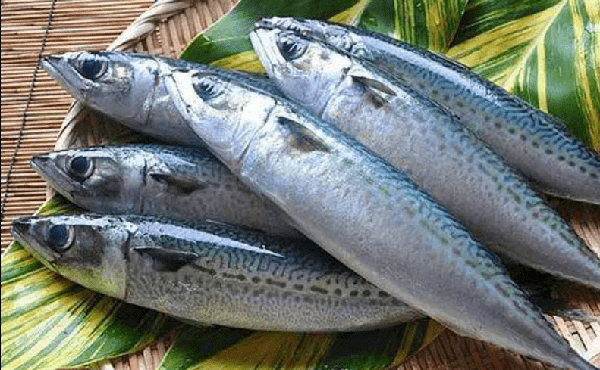 山东寻渔记|十大最受欢迎海鱼有这些!_美食料理_文章_菜丁网