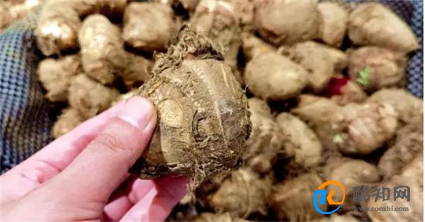 秋天 吃红薯山药不如吃它 营养极高 才2元1斤 正当季 别错过
