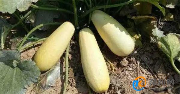 多吃笋瓜有什么好处 吃笋瓜的害处